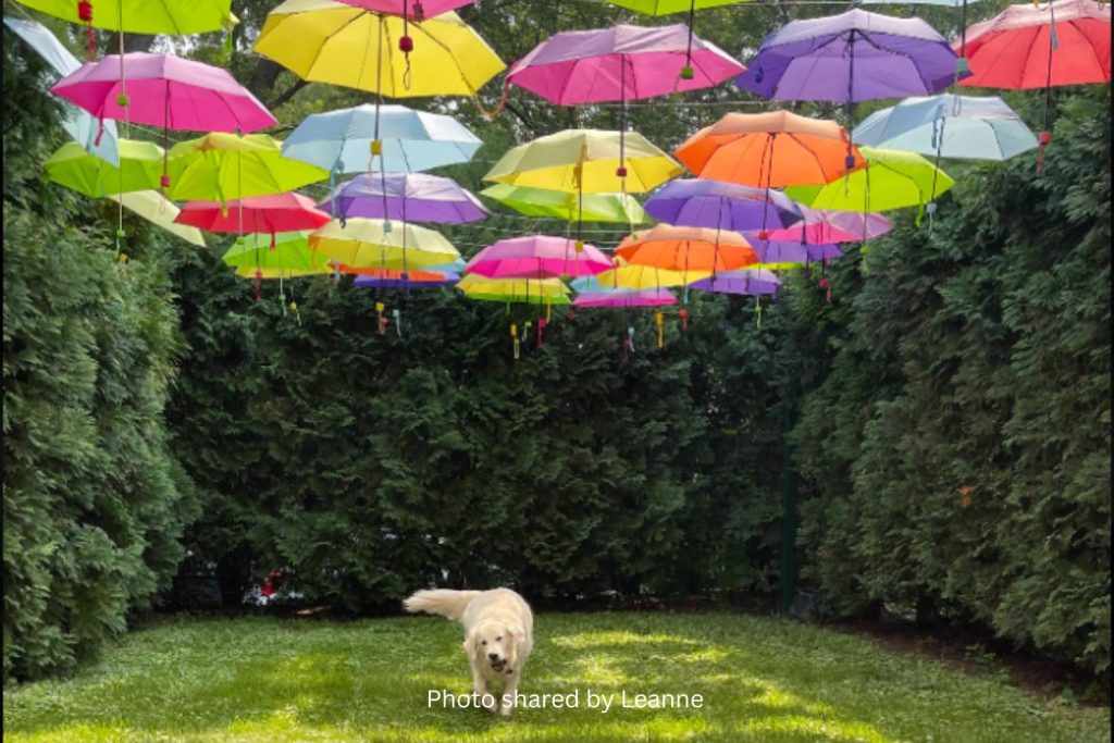 Cool Dog Days of Summer Vacation Adventures
