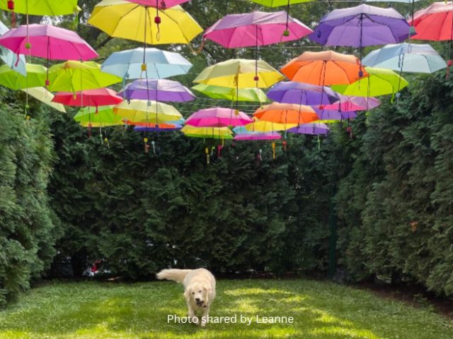 Cool Dog Days of Summer Vacations