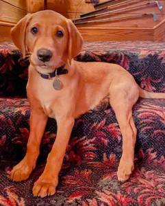 Adeline's House of Cool